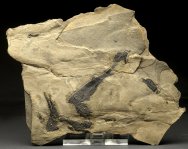 Rhadinichthys Paleozoic Fish Fossils
