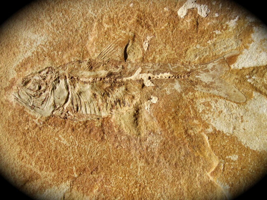 Knightia alta Fish Fossil