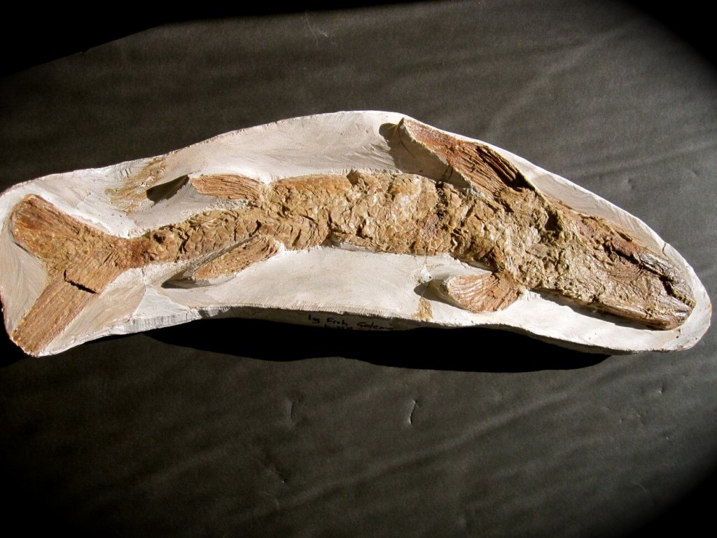 Ichthyodectidae Fish Fossil