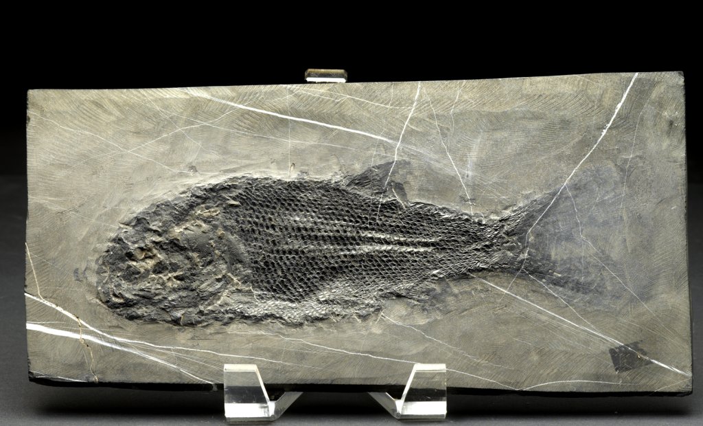 Sinoeugnathus Fish Fossils