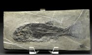Sinoeugnathus Fish Fossil