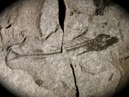 Hemithyrsites Fish Fossil