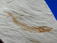 Fish Fossils