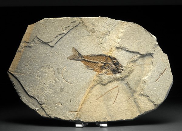Sparnodus Bolca Fish Fossil
