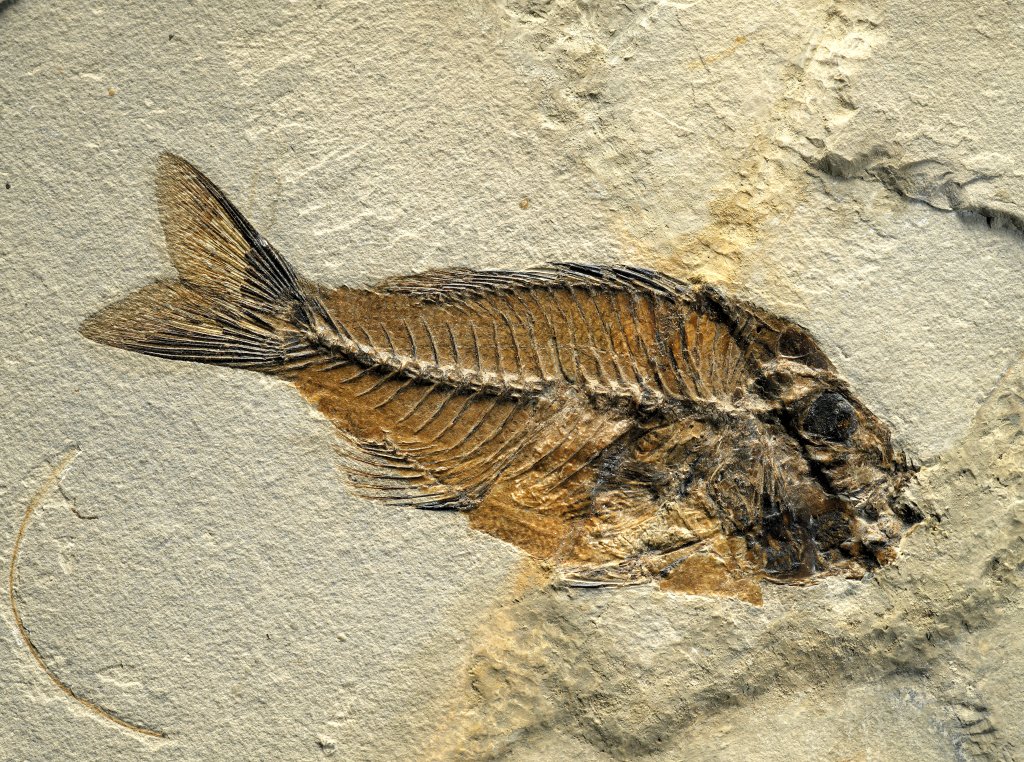 Sparnodus Fossil Fish