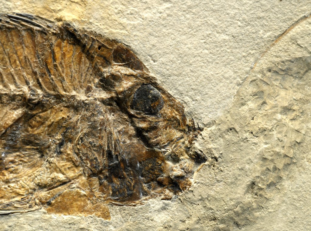 Sparnodus Bolca Fish Fossil