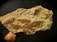 Knightia Fish Fossil Mass Mortality