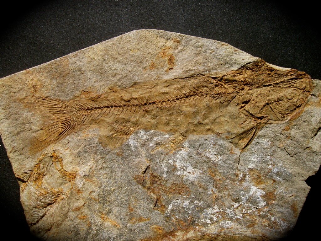 Catfish Fossil