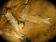 Cavenderichthys talbragarensis