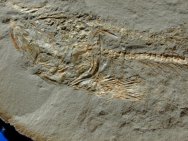 Mallotus villosus Fossil Fish