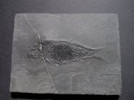 Sinoeugnathus Fossil Fish