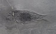 Sinoeugnathus Triassic Fish Fossil