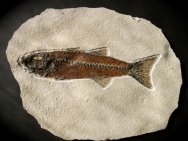 Mioplosus labracoides Fossil Fish
