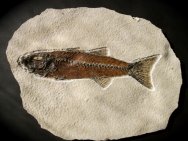 Mioplosus labracoides Fish Fossil