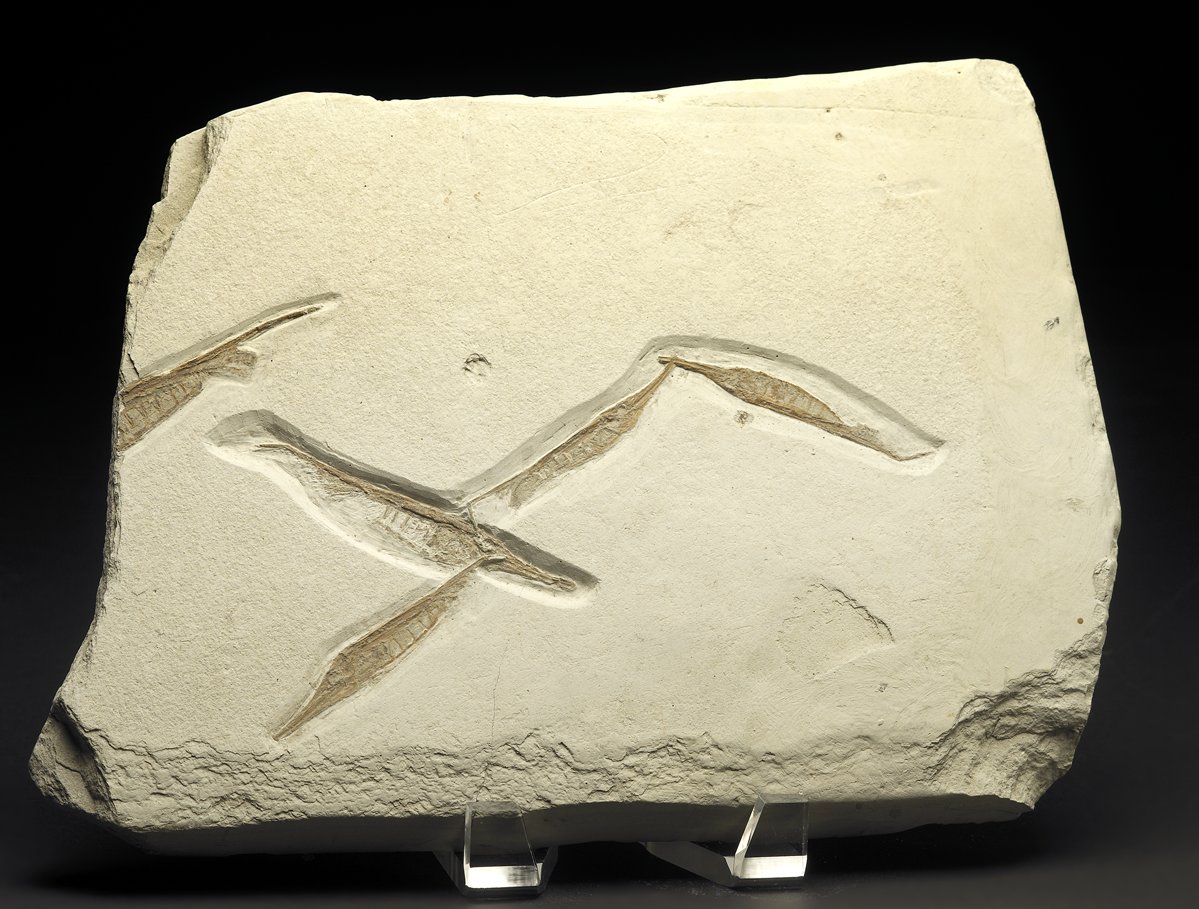 Centriscus Razorfish Fish Fossils