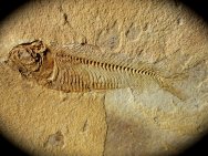 Rare Knithtia Fish from Fossil Lake Gosiute