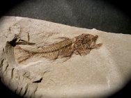 Serranus budensis Fish Fossil