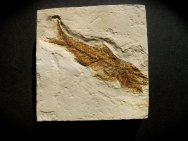 Amphiplaga Fish Fossil