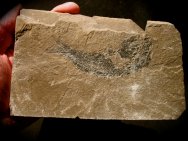 Hulettia Fossil Fish for Sale 