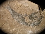 Hulettia americana Fossil Jurassic Fish