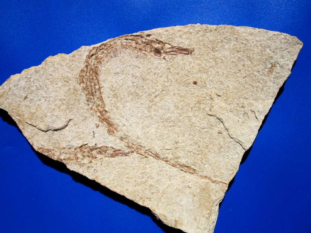 Seahorse Relative Pipefish Fossil