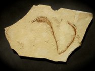 Hipposygnathus Seahorse Relative Fossils