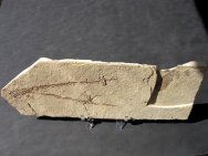 Hipposygnathus Seahorse Relative Fossil