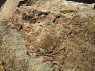 Tharrias araripis Fish Fossil