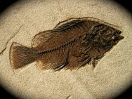 Priscacara liops Fossil Fish