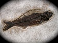 Mioplosus labracoides