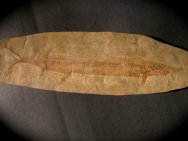 Holosteus mariae