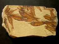 Gosiutichthys Fish Fossils Death Assemblage