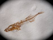 Gasterosteus Fish Fossil