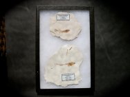 Gasterosteus and Fundulus Nevada Fossil Fish