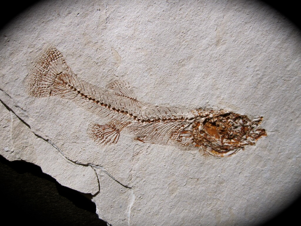 Gasterosteus and Fundulus Nevada Fossil Fish