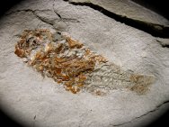 Fossil Pupfish Aphnius crassicaudush