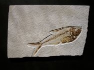 Green River Diplomystus dentatus Fossil Fish
