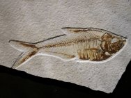 Diplomystus dentatus Fish Fossil