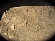 Laoporus Permian Tetrapod Trackway