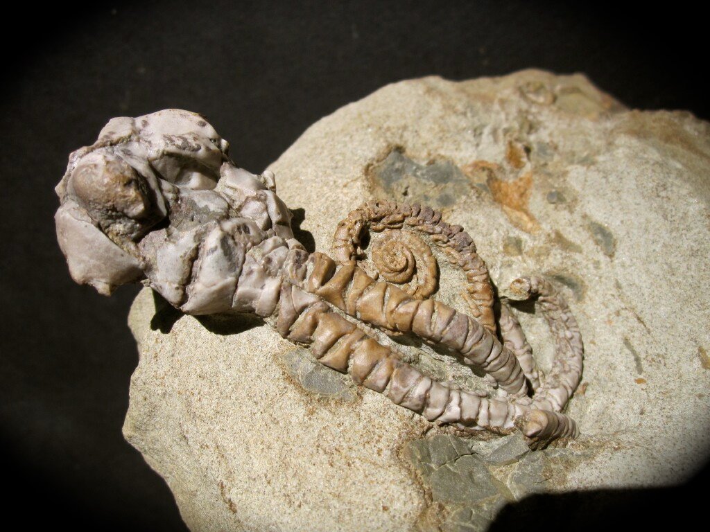 Jimbacrinus bostocki Crinoid Fossil