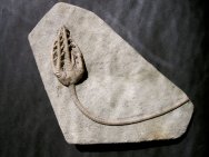 Barycrinus crassibrachiatus Fossil Crinoid