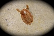 Fossil Isopod 
