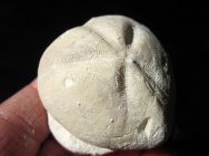 Echinoid Fossil Image