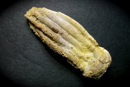 Phanocrinus Crinoid Fossil