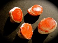 Polished Rugosa Horn Corals