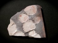 Ediacaran Porpita Cnidarian Fossils