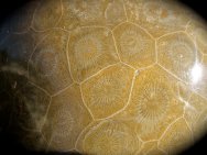 Hexagonaria Coral Fossil