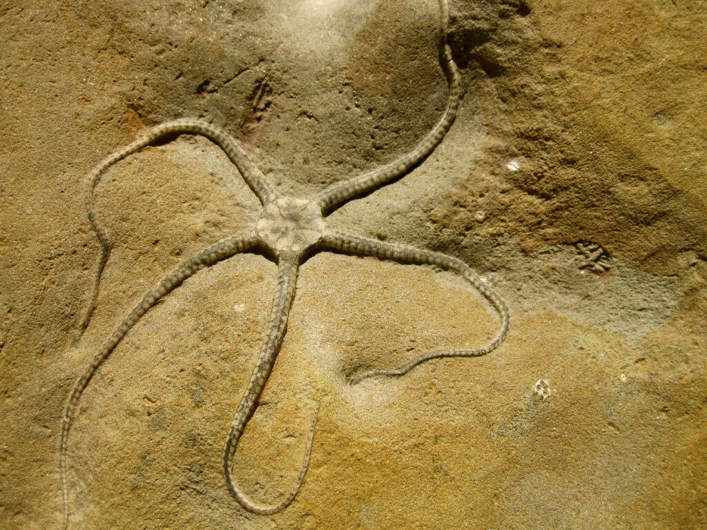 Ophioderma Brittle Star Fossil