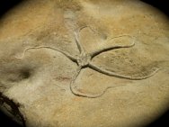 Museum Ophioderma Brittle Star Fossil