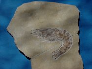 Solnhofen Fossil Shrimp Antrimpos